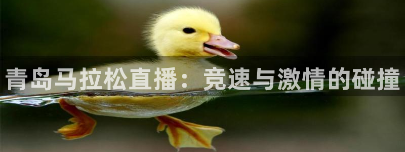 绿茵篮球直播在线观看：青岛马拉松直播：竞速与激情的碰撞