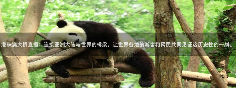 绿茵体育直播：港珠澳大桥直播：连接亚洲大陆与世界的桥梁，让世界各地的游客和网民共同见证这历史性的一刻。